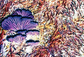 N 096B